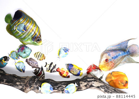熱帯魚 熱帯魚 88114445