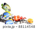 熱帯魚 88114548