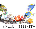 熱帯魚 88114550