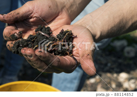 Hands holding worms with soil. A farmer showing group of earthworms in his hands. Production of vermicompost from household food waste 88114852