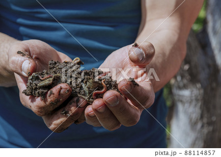 Hands holding worms with soil. A farmer showing group of earthworms in his hands. Production of vermicompost from household food waste 88114857