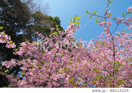 河津桜の桃色花【青空背景】 88115224