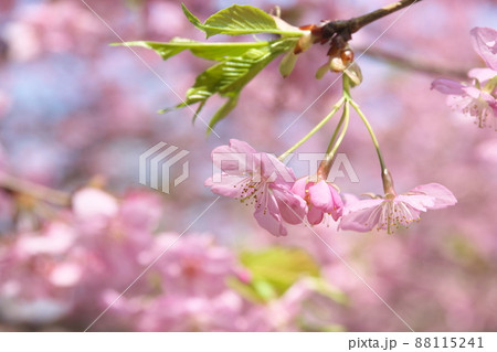 河津桜の桃色花 河津桜の桃色花 88115241