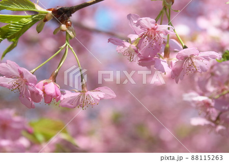 河津桜の桃色花 河津桜の桃色花 88115263
