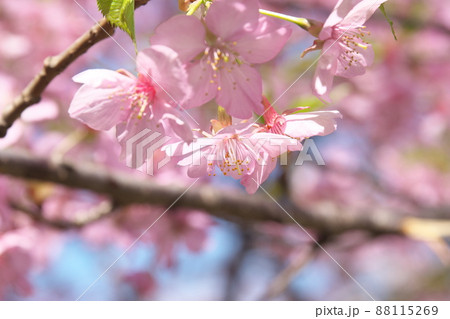 河津桜の桃色花 河津桜の桃色花 88115269