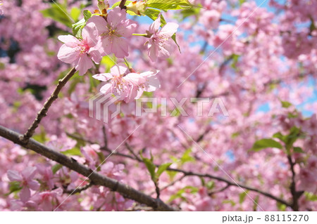 河津桜の桃色花 河津桜の桃色花 88115270