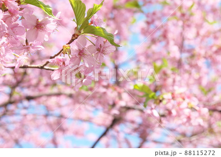 河津桜の桃色花 河津桜の桃色花 88115272