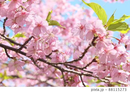 河津桜の桃色花 河津桜の桃色花 88115273