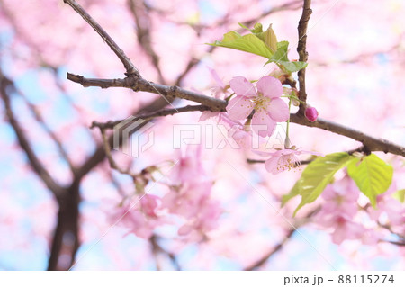 河津桜の桃色花 88115274