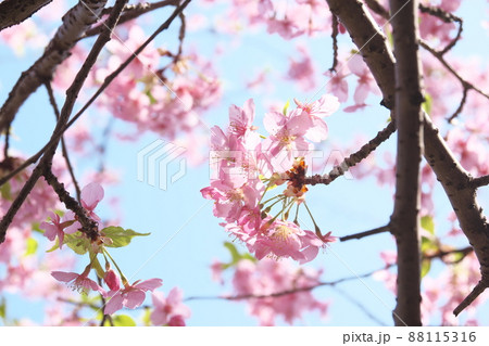 河津桜の桃色花 河津桜の桃色花 88115316