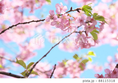 河津桜の桃色花【青空背景】 河津桜の桃色花【青空背景】 88115318