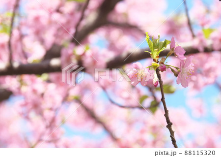 河津桜の桃色花 88115320