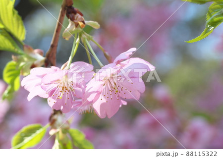 河津桜の桃色花 河津桜の桃色花 88115322