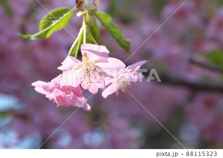 河津桜の桃色花 88115323