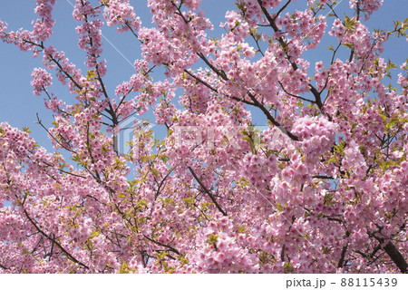 河津桜(松江市・大塚山公園) 河津桜(松江市・大塚山公園) 88115439