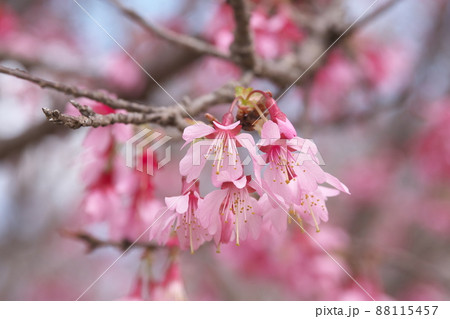 おかめ桜の赤花 おかめ桜の赤花 88115457