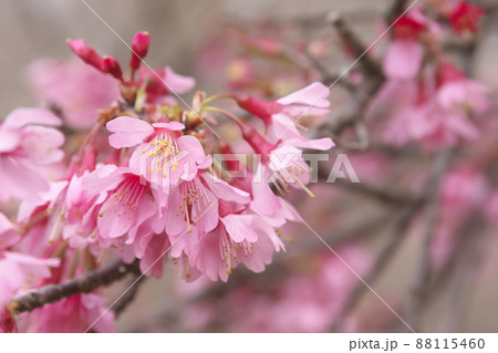 おかめ桜の赤花 88115460