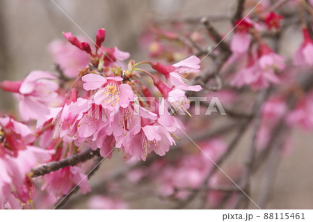 おかめ桜の赤花 おかめ桜の赤花 88115461