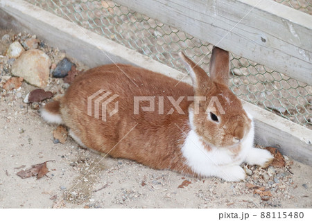 地面に寝そべるミニウサギ 地面に寝そべるミニウサギ 88115480