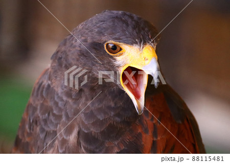 声を出して威嚇しているハリスホーク 88115481