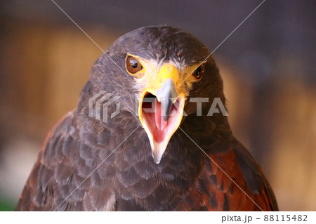 正面から見た口を開けたハリスホーク 88115482