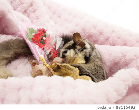 花束を抱えて眠るフクロモモンガ 花束を抱えて眠るフクロモモンガ 88115492