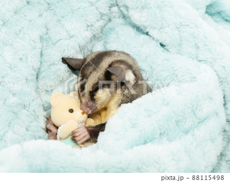 クマの人形を抱っこして眠るフクロモモンガ 88115498