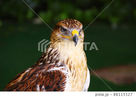 キリっとしたフェルギナスホーク キリっとしたフェルギナスホーク 88115527