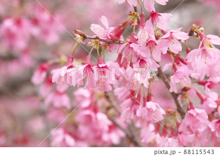 おかめ桜の赤花 88115543
