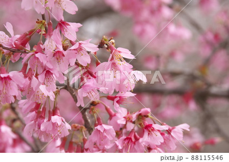 おかめ桜の赤花 おかめ桜の赤花 88115546