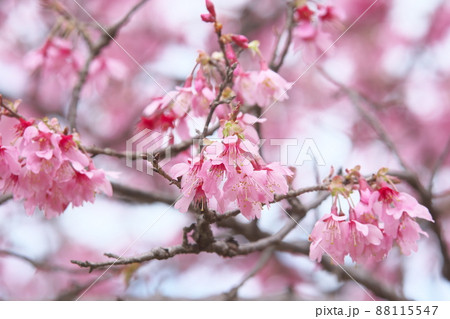 おかめ桜の赤花 おかめ桜の赤花 88115547
