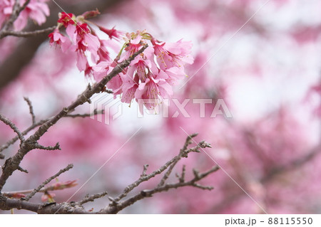 おかめ桜の赤花 おかめ桜の赤花 88115550