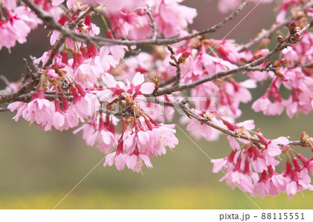 おかめ桜の赤花 おかめ桜の赤花 88115551
