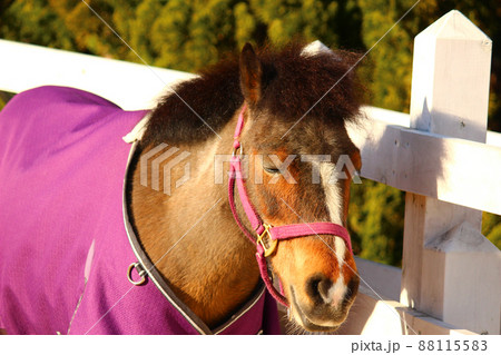 立ったままうとうとするポニー 88115583