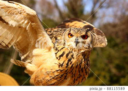 羽を広げているベンガルワシミミズクの写真素材 [88115589] - PIXTA