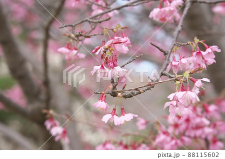 おかめ桜の赤花 88115602