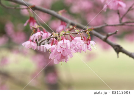 おかめ桜の赤花 88115603