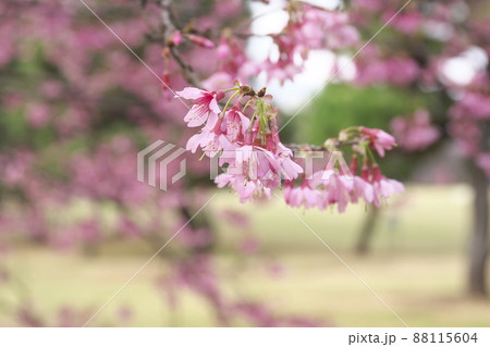 おかめ桜の赤花 おかめ桜の赤花 88115604