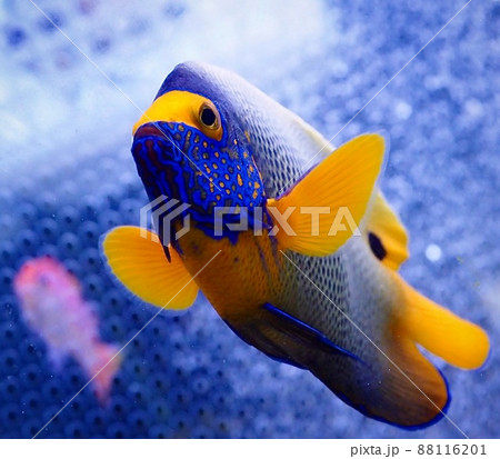 アデヤッコ(ブルーフェイス)