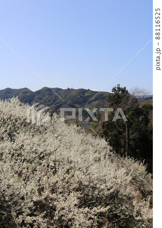 スモモの花 88116525