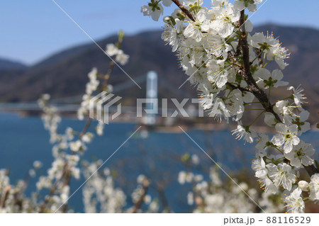 スモモの花 88116529