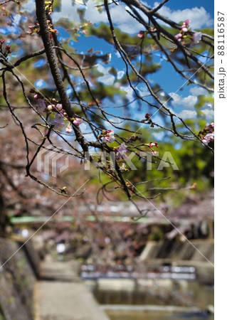 夙川の桜咲き始めアップ 88116587