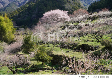 梅の里　川売（かおれ） 88116616