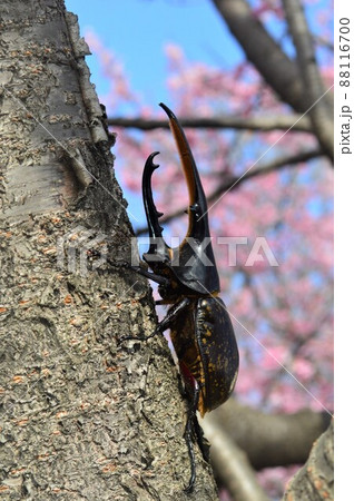 ヘラクレスオオカブト樹木の上で　桜の花背景 88116700
