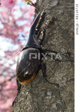 ヘラクレスオオカブト樹木の上で　桜の花背景 88116716