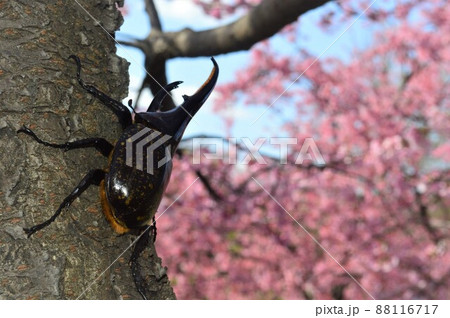ヘラクレスオオカブト樹木の上で　桜の花背景 88116717