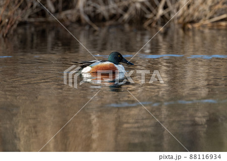 北海道の5月、ハジヒロガモの春。 北海道の5月、ハジヒロガモの春。 88116934