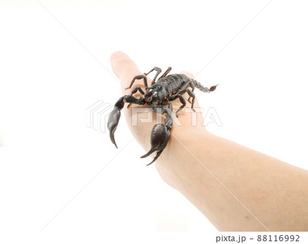手の甲に乗るチャグロサソリ 88116992