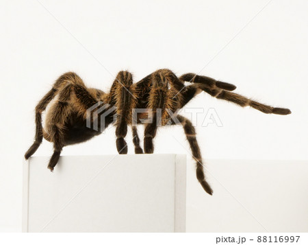 横から見たタランチュラ 横から見たタランチュラ 88116997