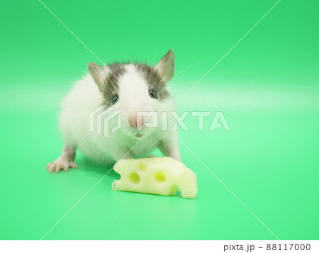 穴あきチーズとハスキーラット 88117000